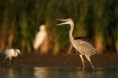 /album/ptaci/img-8571-jpg/